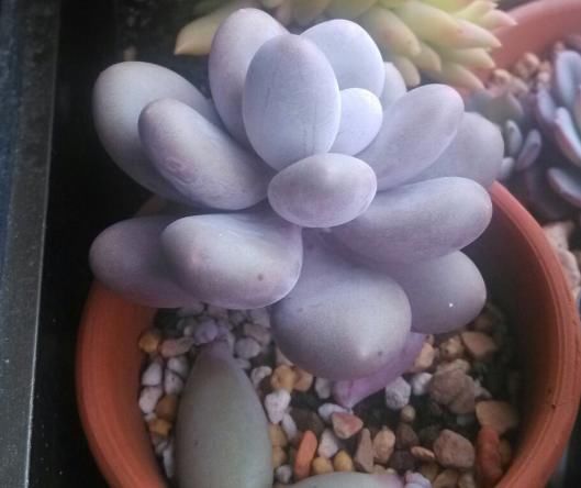 1种多肉，模样饱满圆润，花色娇艳妩媚，爱养花的花友见到都想养