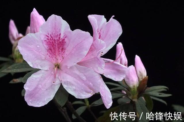 到了秋天只能扦插这4种花，剪根枝条能生根，来年开花香满屋