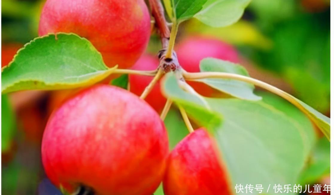 免疫功能|聪明的人喜欢吃3种食物,营养丰富、延缓衰老,好吃又不贵!