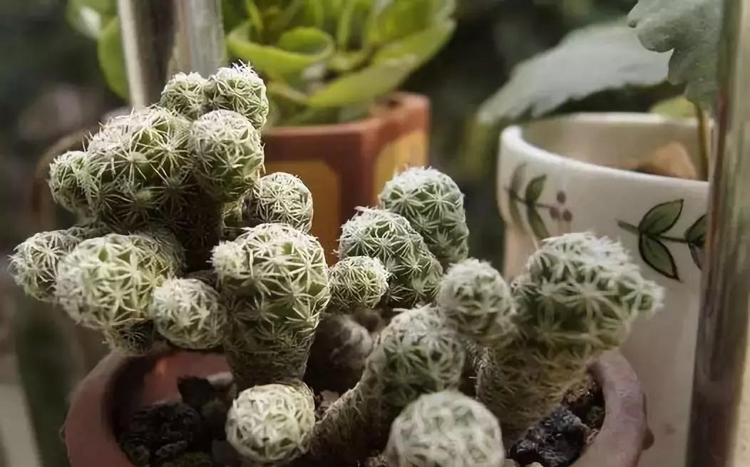 扦插|仙人掌烂根不要扔，切掉烂根埋到土里