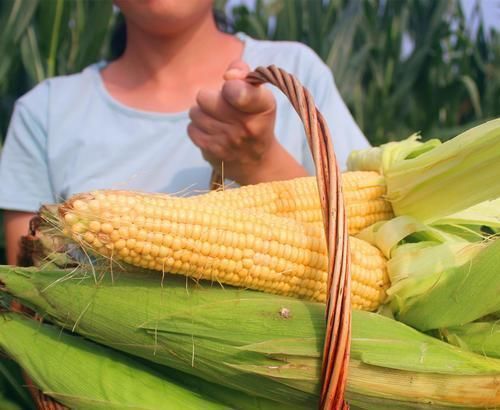 燕麦|减肥的人，晚上吃饭时，多吃3种“食物”，早上准时上厕所