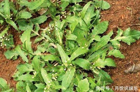 农村|这几种农村路边的野菜,营养价值高还能治病,城里人最爱!