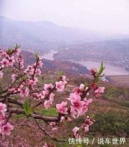 人间芳菲何处觅，龙泉桃花半山红