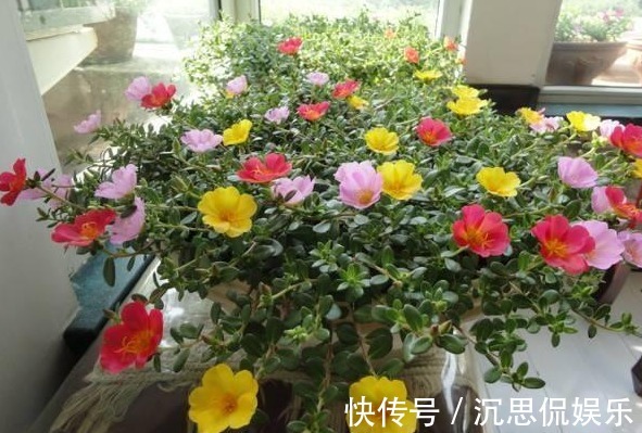耐性|喜欢养花却没耐性,不如选这个品种,不用太精心也能开一片花