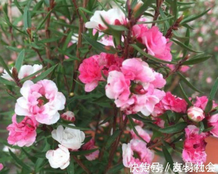 此花超漂亮,沾土就活,开花又大又艳,家里养1盆,满屋飘香