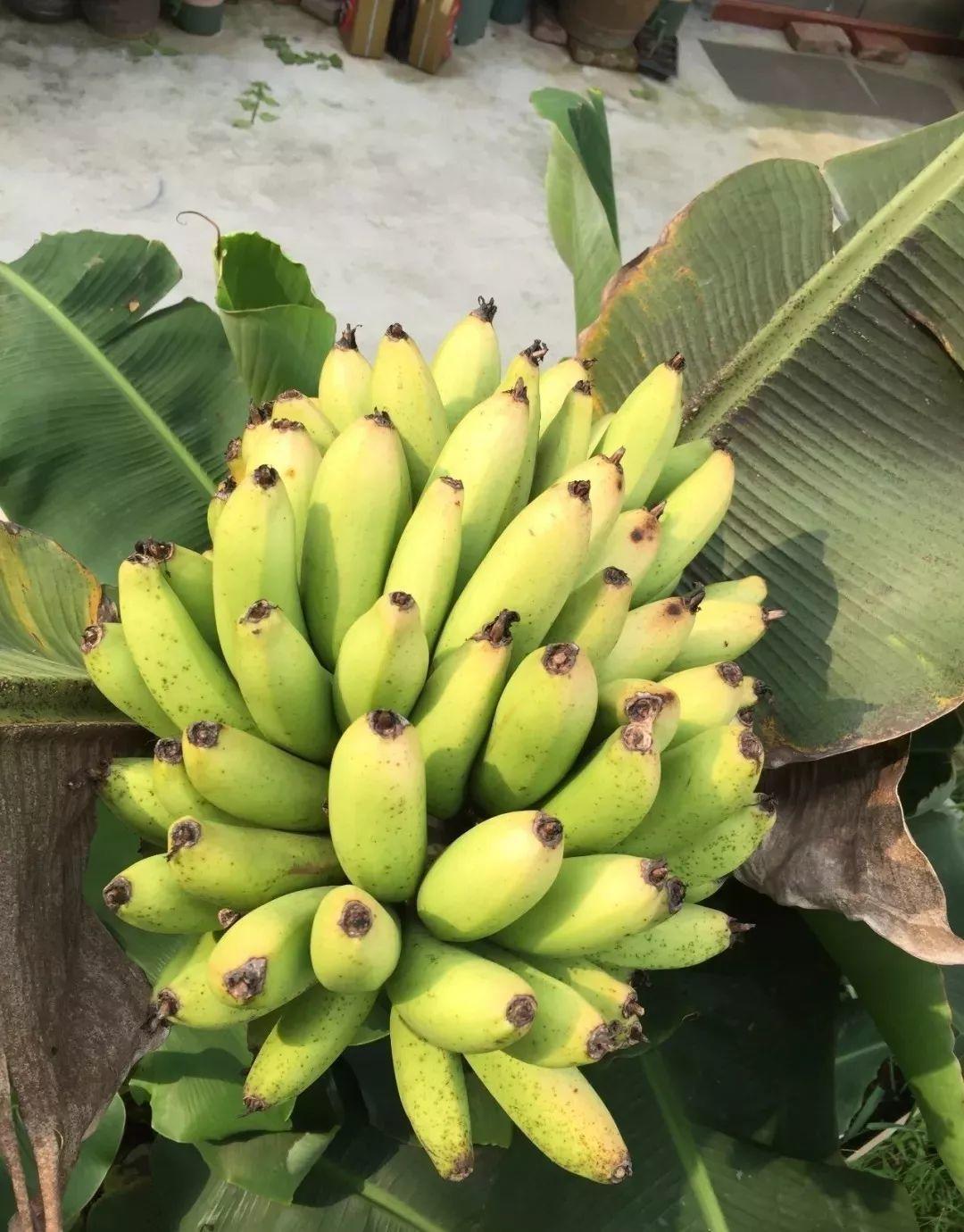 鸭掌木|15种大型绿植,净化空气除异味,摆客厅太气派!