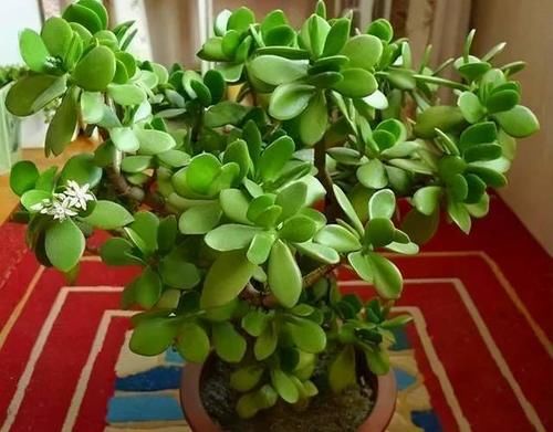 4种适合养在客厅的树，耐旱好养活，寓意好还能净化空气