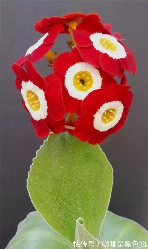 奇花|奇花、奇花、奇花、罕见奇花,赶快打开欣赏吧