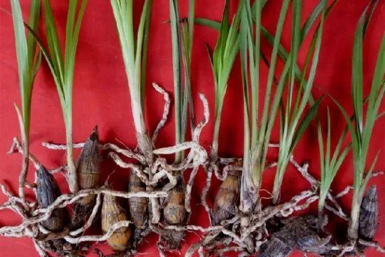 拿它一捂,长寿蟹爪兰嗖嗖冒花苞,多肉呼呼胖三圈