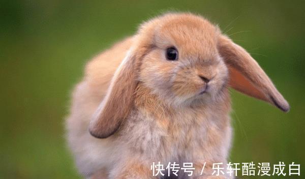 爆棚|“十兔九苦”，生肖兔以下4月出生最好命，财源滚滚，运气爆棚