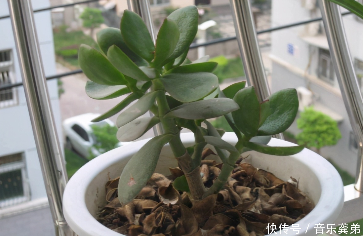 养花在这3个方面“不懂装懂”，将会吃大亏