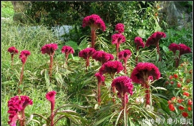 农村这种“大鸡公花”,一般种在粪坑边,能治痔疮,种子是美味