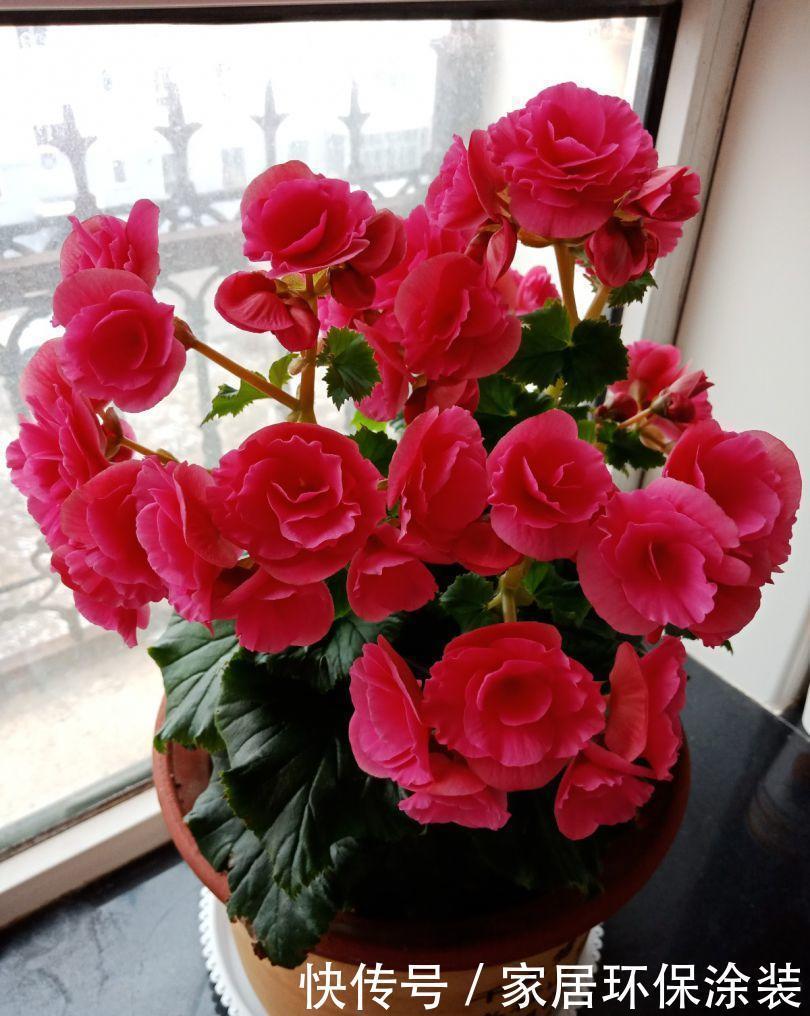 浇水|6种花,最怕热,30度就黄叶,再乱浇水,容易“烂根”