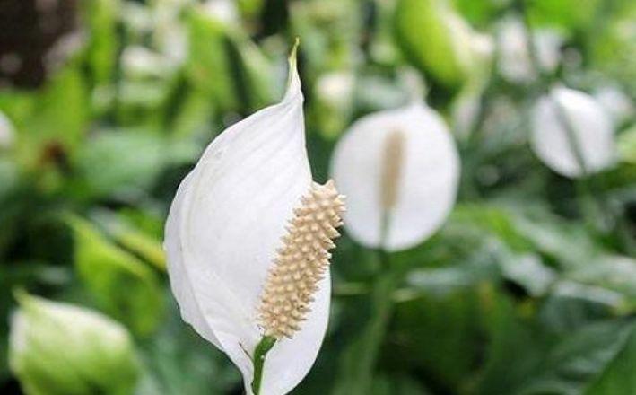 鹅掌柴鹅掌柴|4种花适合养家里,好养漂亮,清新养眼,越来越多人在养