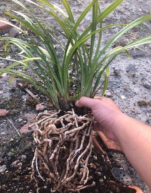 建兰一个星期浇一次水，怎么还会空根？