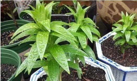 这种花,1颗“球”种满一花盆,有水就活,一开花就成团,香满屋