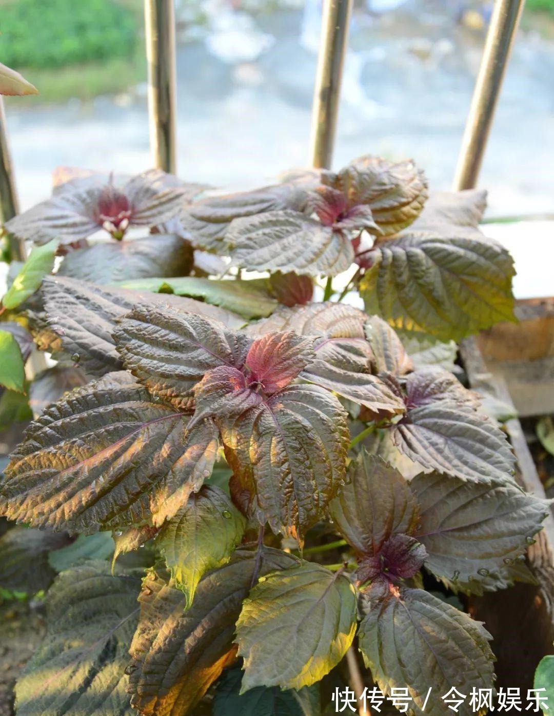 老中医最爱的8种花,一盆堪比小药箱,摘片叶子就能泡水喝!