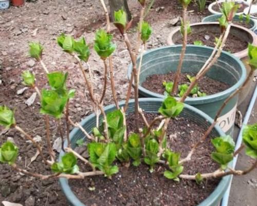 月季、绣球、铁线莲，春季换盆“别犹豫”，萌芽多，长势好