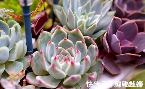 扦插|多肉繁殖，教你2个方法，新芽侧芽一起长，一盆变多盆！
