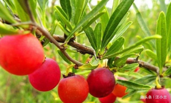 维生素c|女性要排毒,离不开4种食物,滋阴降火,能够养颜,滋养女性子宫