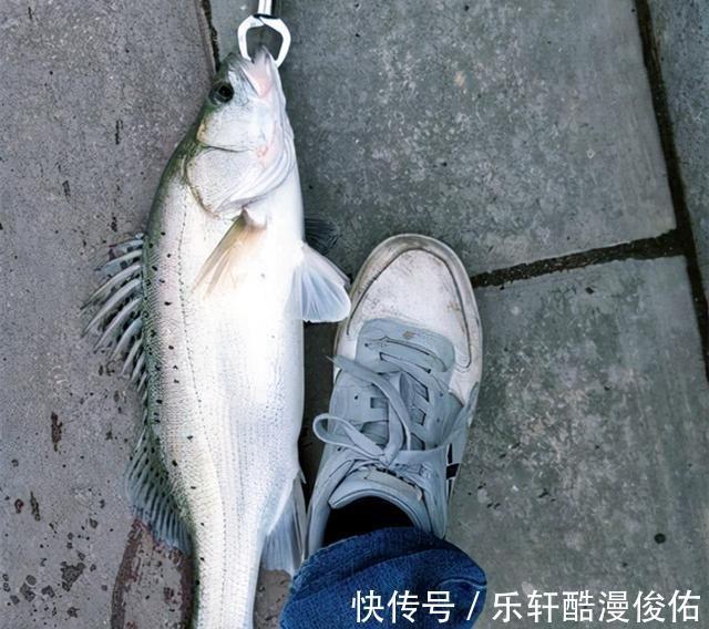 江苏盐城出现天然“鲈鱼黑坑”，最大的二三十斤，网友适当索取