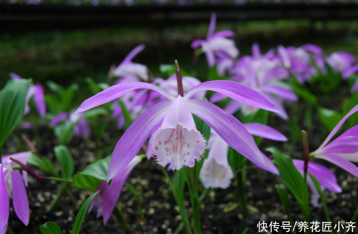 植物|家里光照弱，可以养什么开花植物？养这3种，光照强了反而养不好