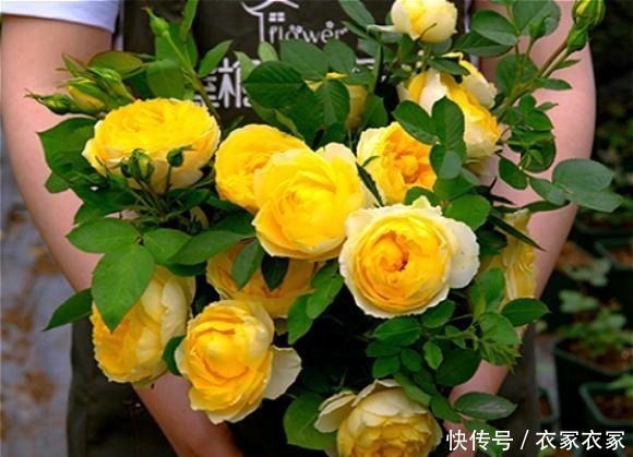 6种“网红”月季,专为阳台而生,养一盆1年365天都有花赏!