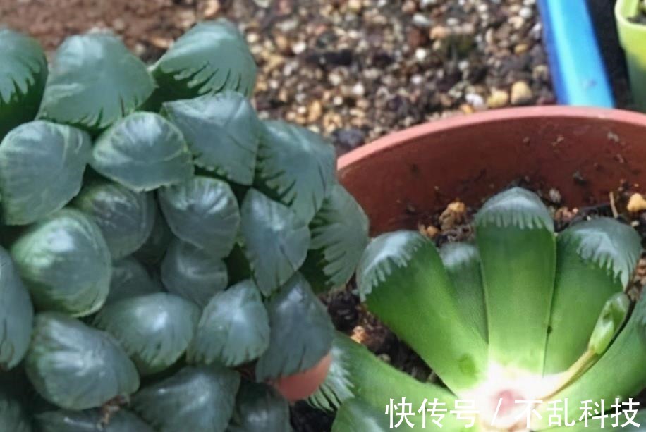 多肉|冬天养多肉,3个“不小心”,个个“徒成狗”?砍头才是硬道理