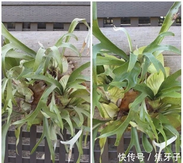 观赏蕨类植物叶子发黄的6大原因,黄叶的症状和解决方法