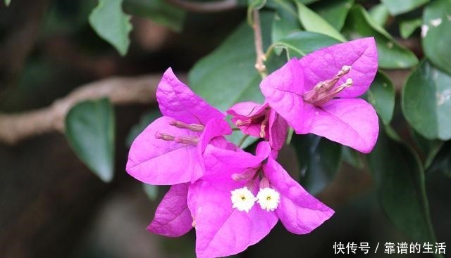 想让三角梅提前发芽,满足2个条件就行!