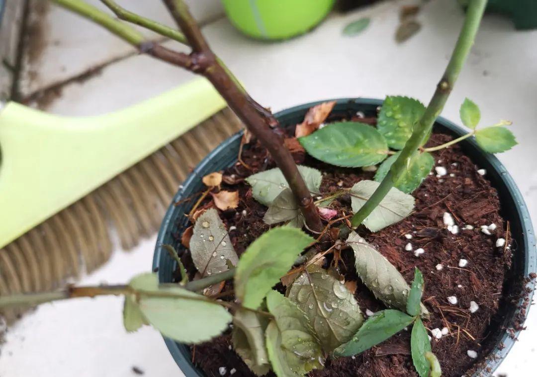 花成了光杆司令,剪一刀撒点药,很快冒新芽