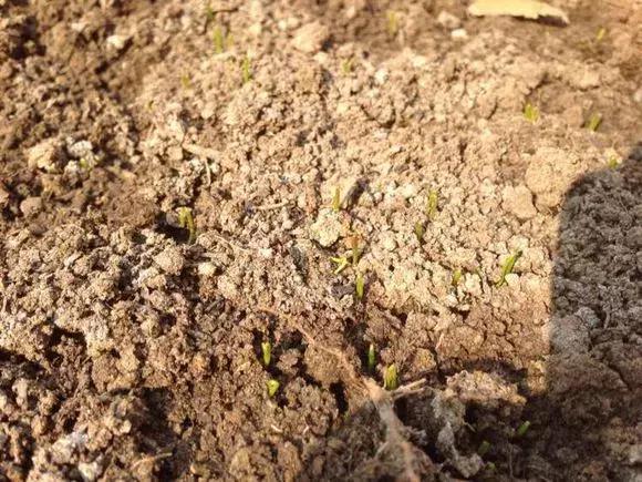 日照|阳台种小葱,注意3点,叶子猛蹿,割了一茬又一茬,收获不断!