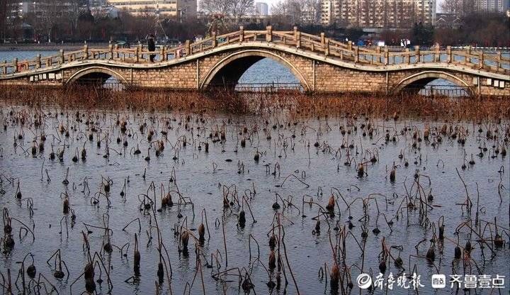 济南|正月济南寒潮猛，大明湖碧波荡漾残荷美