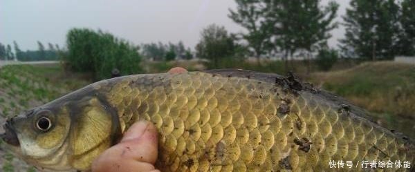 觅食|老话讲“钓鱼要钓草，不然要白跑”！但这4种水草钓也白跑