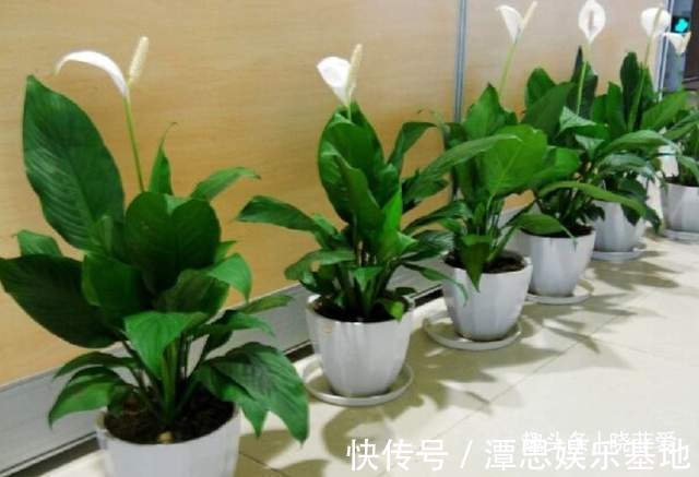 浇水|5种“旺财花”，建议客厅养一盆，净化空气，格调高雅上档次