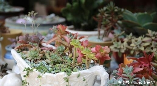 多肉植物怎么养? 多久浇一次水? 适合新手入手的多肉有哪些?