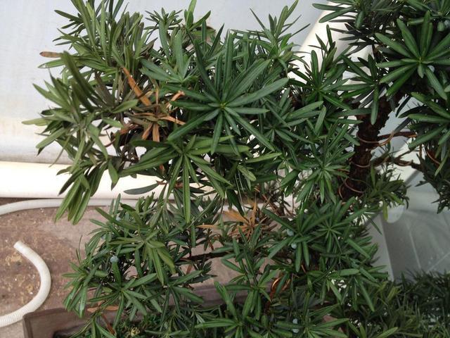 罗汉松|秋天碰到这2种树,找根树枝就能扦插,成活变成小盆栽,来年开花