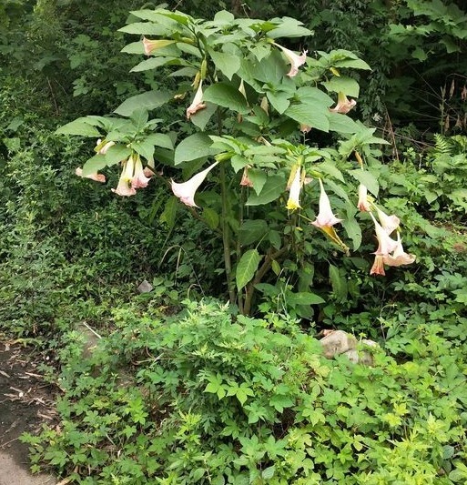 这些花卉室内不能养殖,看看你们家里有没有他的踪迹
