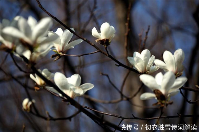  早春辛夷花六首：空庭向晚春微雨，红胭脂染小莲花