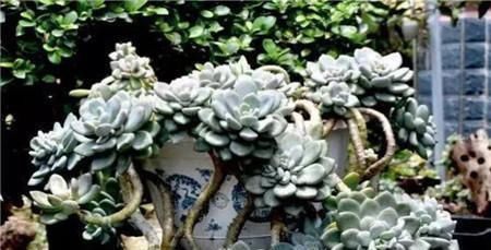 5种多肉,皮实又好养,独苗变老桩,长出状态美极了