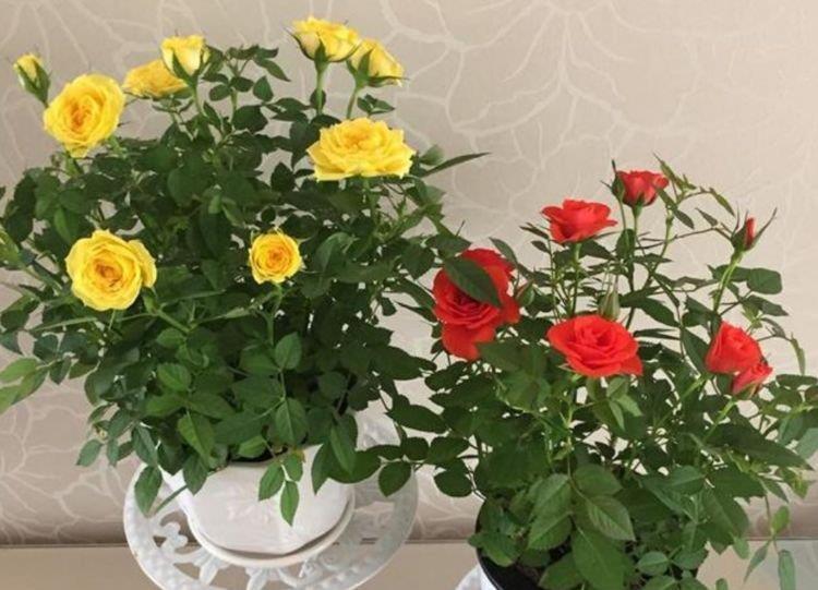 夏天养此款花卉，花期200多天，365天开不停，养几盆，全年有花赏