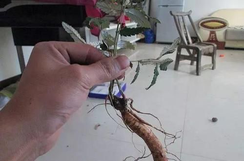 功效|农村一种毫不起眼野菜,农民拿去喂猪,殊不知是名贵中草药