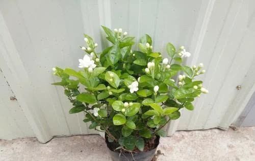 养花|“最厉害”的养花营养液，给茉莉花喝一勺，新叶花苞一起长