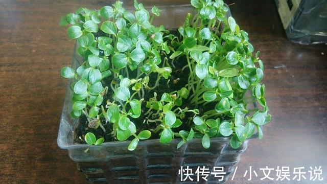 花蕊浓密，花瓣硕大，木瓜养出盆景，质感色泽都是佳品！