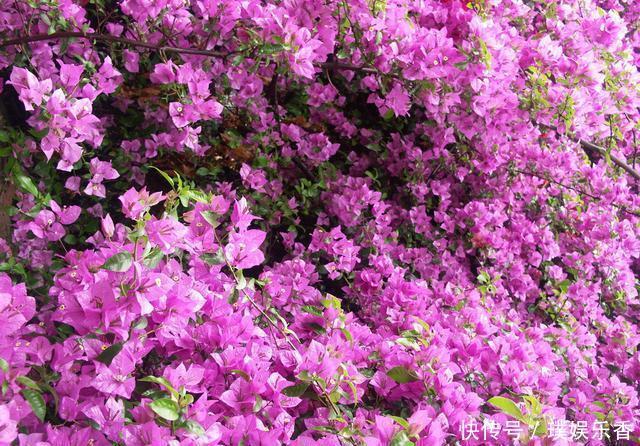 三角梅开花越来越少,是“它”在作怪,盆里撒1把粪,下次开爆盆