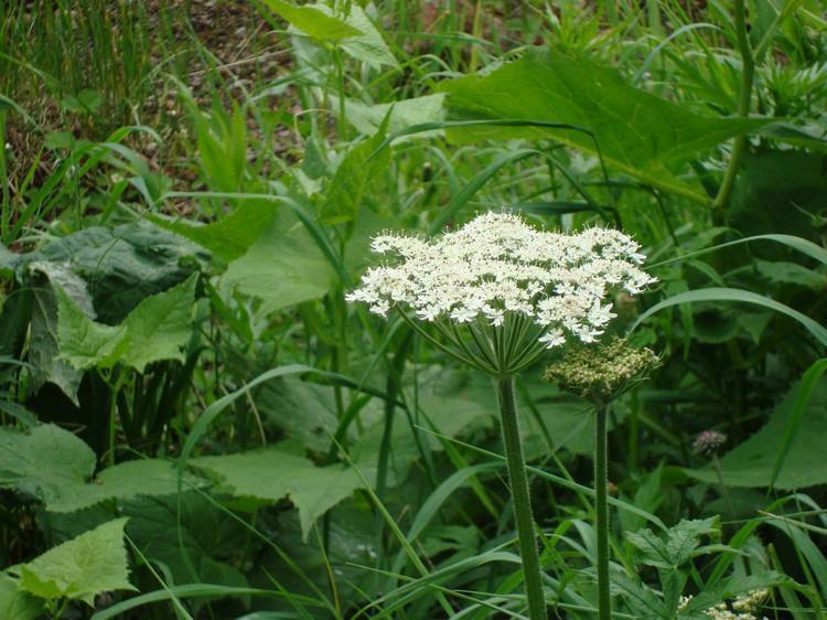 野草|农村生长的这种多年生草本植物,全株有毒,却有治疗骨髓炎的功效