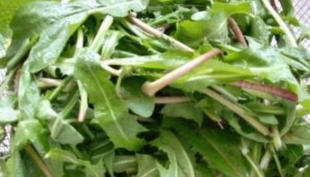 金银花泡水|蒲公英同它一起泡水喝,养生效果翻倍,后悔现在才知道!