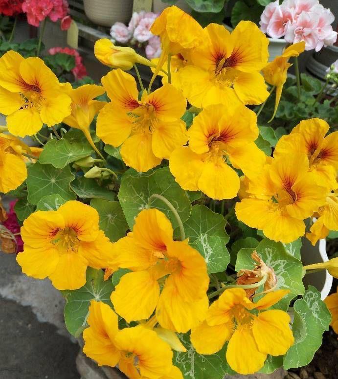 花儿|阳台养花可以养它,皮实好养很勤花,美丽一个秋天,花色也很绝