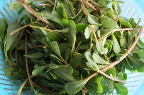 野菜|立秋后，不妨多食一野菜，清热解毒，杀菌消炎，降血压，了解下