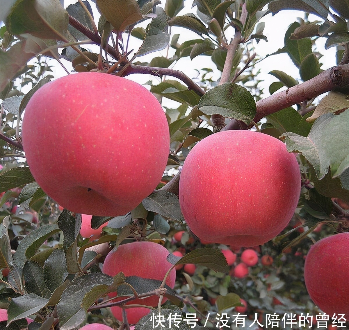 纤维质|人到中年想长寿,要坚持吃3种食物,排毒养肝、补益身体